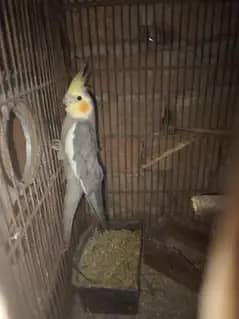 beautiful and healthy cocktail pairs and males for sale available