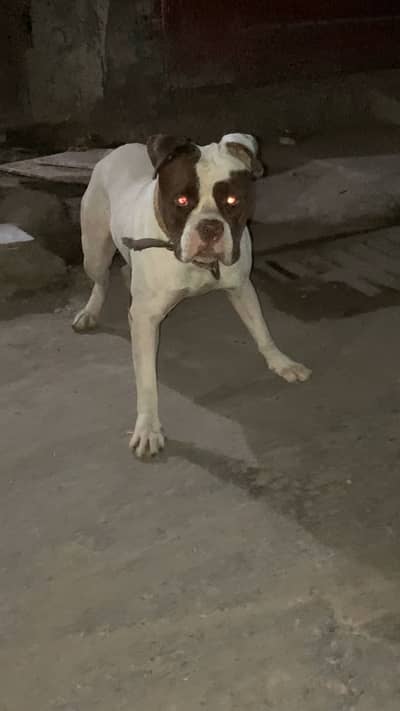 American pitBull or bulldog ka croc he