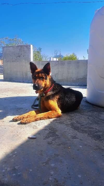 german shepherd