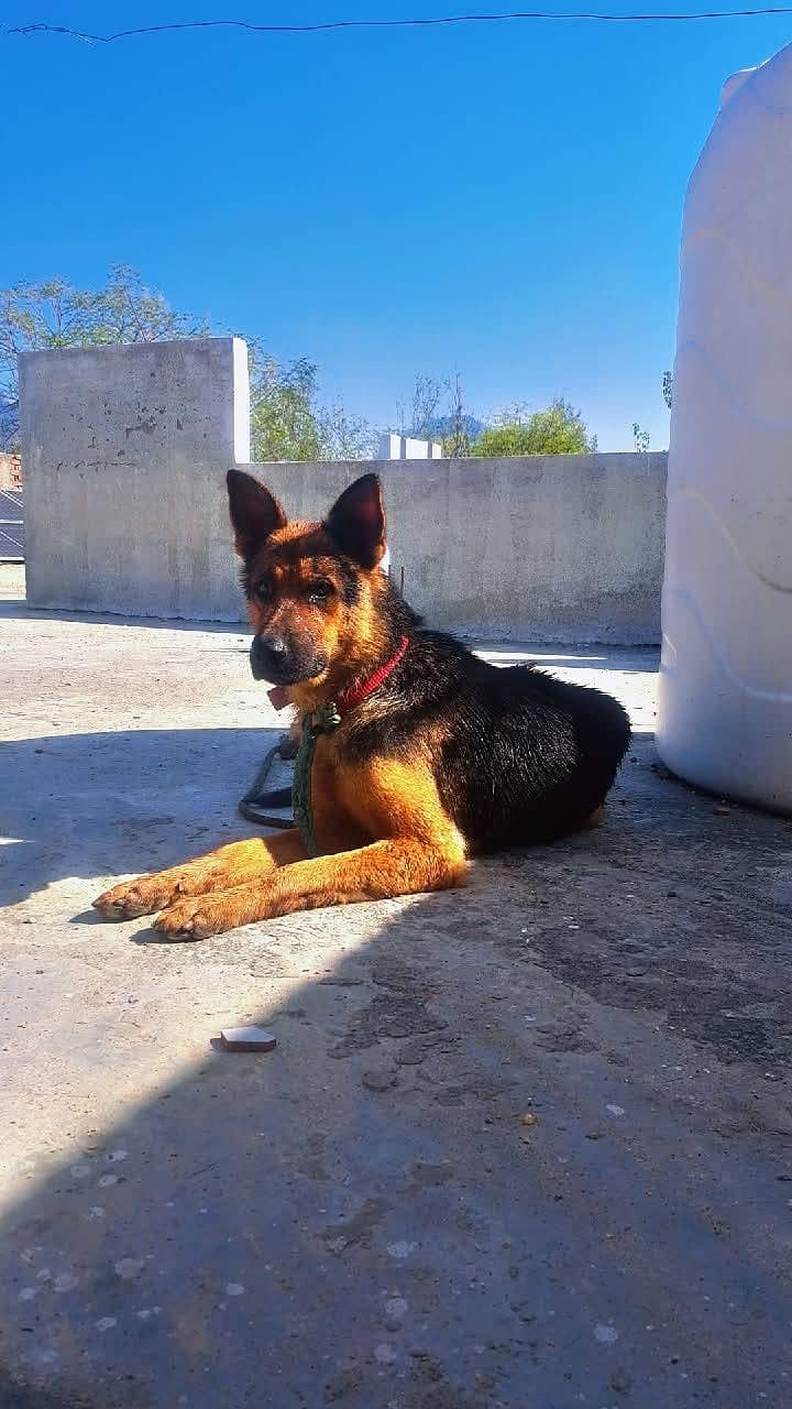 german shepherd 0