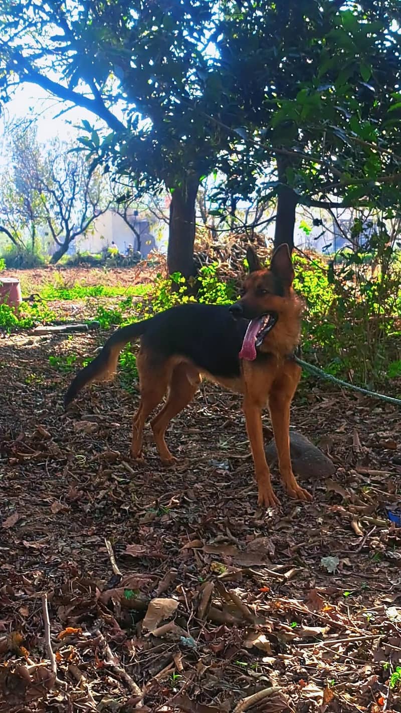 german shepherd 1