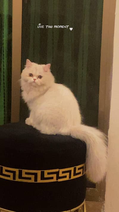 Triple Coat Extreme Punch Persian Kitten