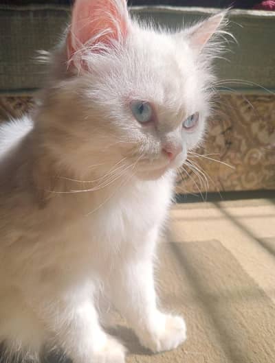 Beautiful White Persian-Type Female Kitten – Anna