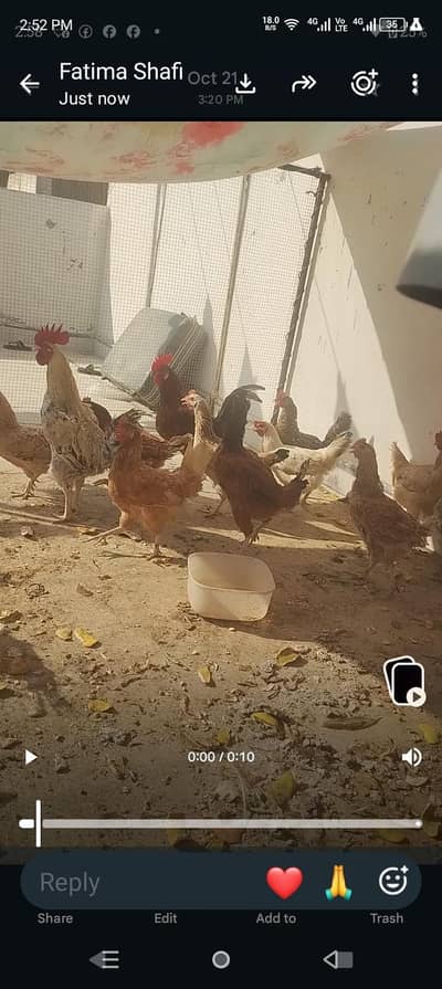 desi murgiyan Hain 6 murgiyan bechni Hain koi si bhi lelo sab egg dety