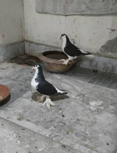 1 pair lahori sherazi 1 pair lahori sehrazi male and female simple
