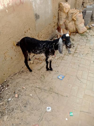 huzaifa