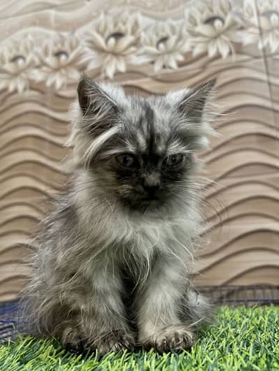Baby kitten