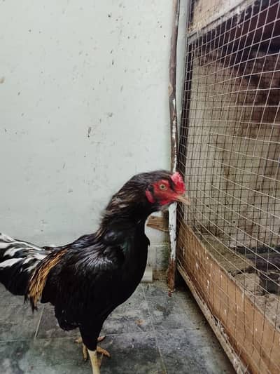 Healthy Black Aseel Murga for Sale – Golden & White Feathers