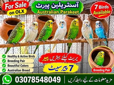 Australian Parrot Breeder Pair – 7 جوڑے دستیاب