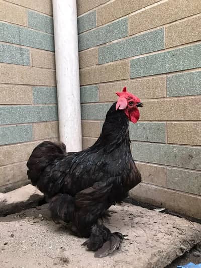 batam breeda male for sale