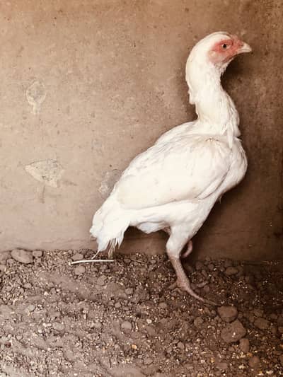 Heera Female