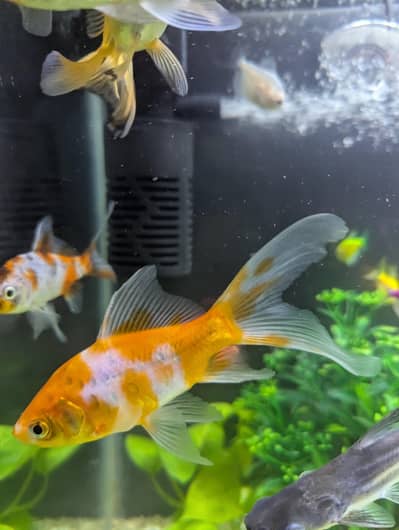 goldfish Oranda silver line sharks