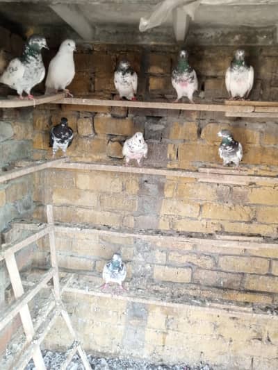 high fhlair pigeon