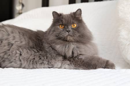 Three  COATED . . . . Persian cat