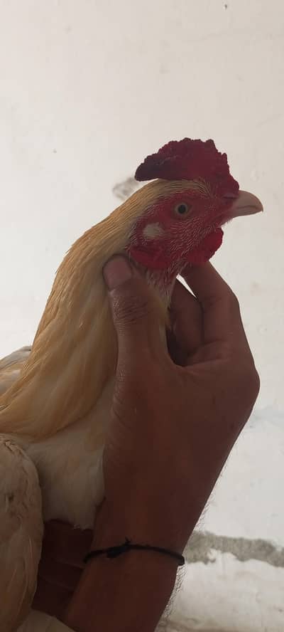 see murgah for sale h . only serious buyers contact with us.