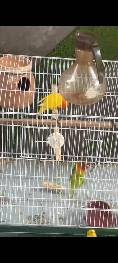 pair of love birds with 3 eggs and 2 cages