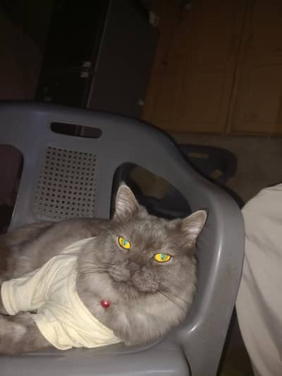 persian Cat for sale