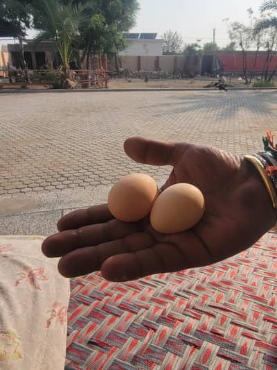 desi eggs
