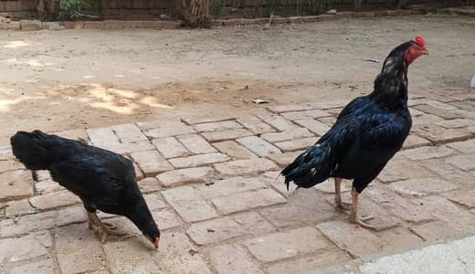 Aseel pair and ando wali white murgi