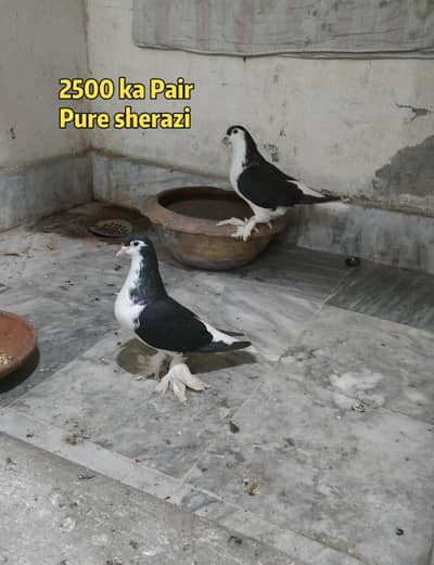 1 pair lahori sherazi 1 pair lahori sehrazi male and female simple