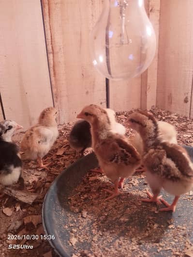 Aseel Sindhi Chicks Available For Sale
