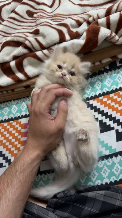 Persian female kitten