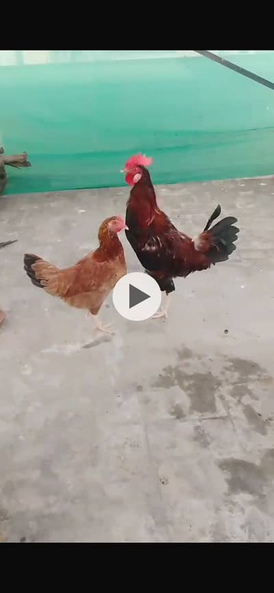 Pair pure desi for sale 6 month age