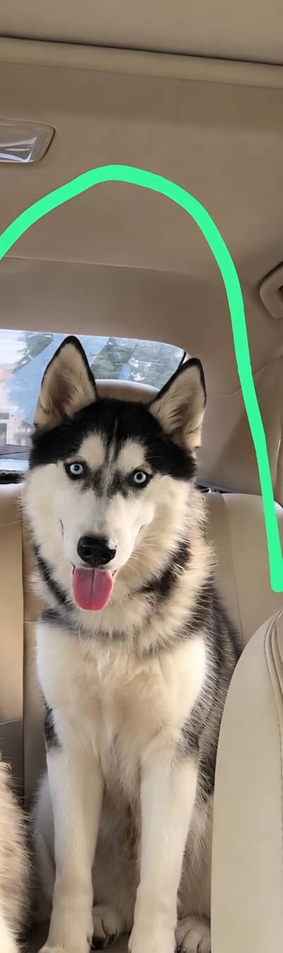 Siberian Husky