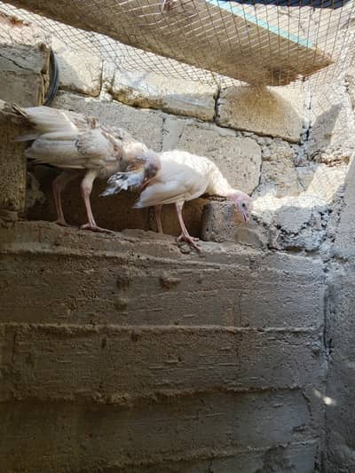 Turkey bird pair