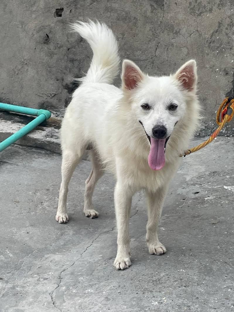 dogkuta 1