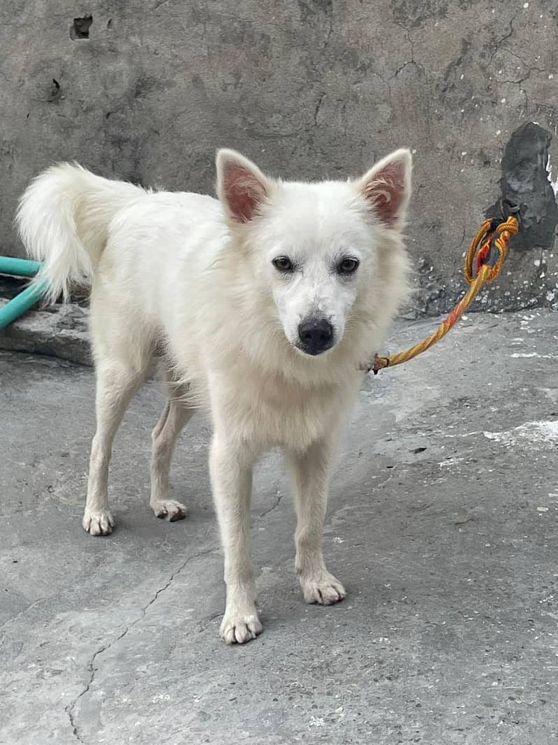 dogkuta 6