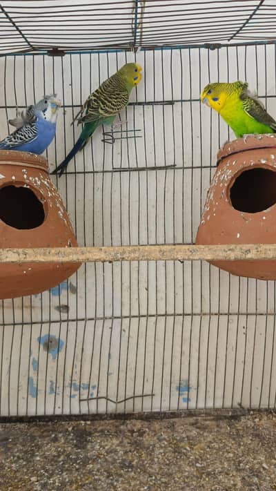 Hogoromo Black Wing & Normal budgie for sale.