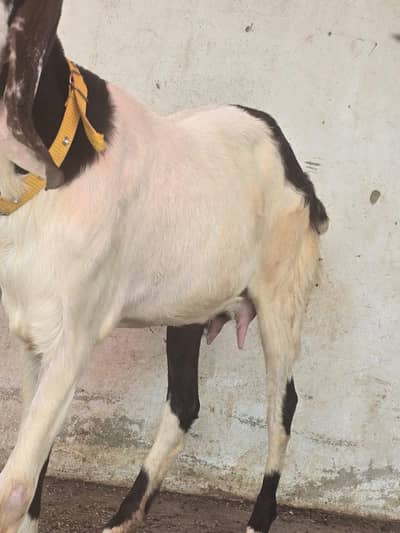 pateri bakri