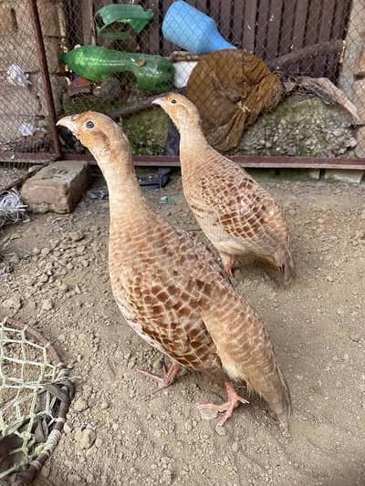 irani teetar breeder pair