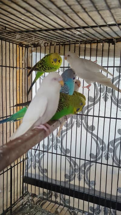 Budgies Male available exchange with females