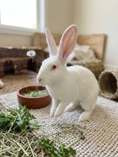 New Zealand white mixed breed Rabbit pair for sale