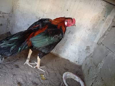 Pure Aseel Mianwali Breed