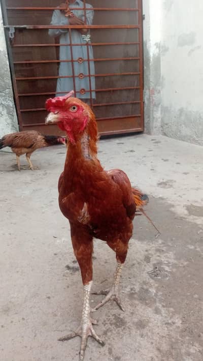 11 Hen's