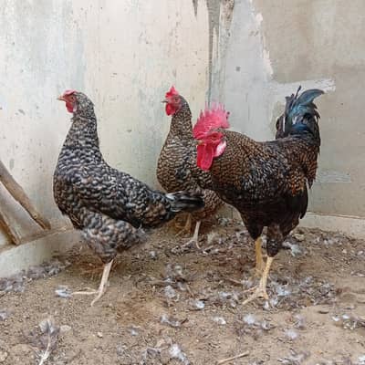 Egg laying Trio