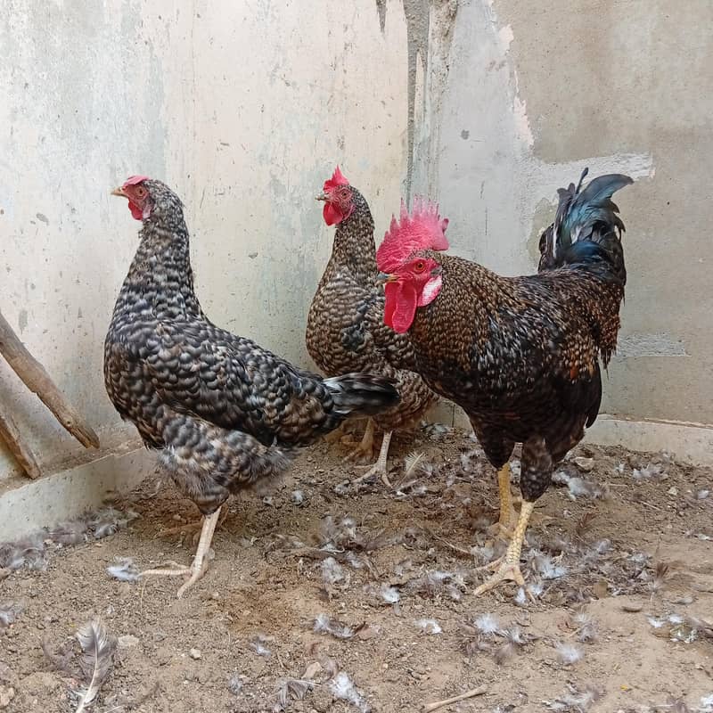 Egg laying Trio 0