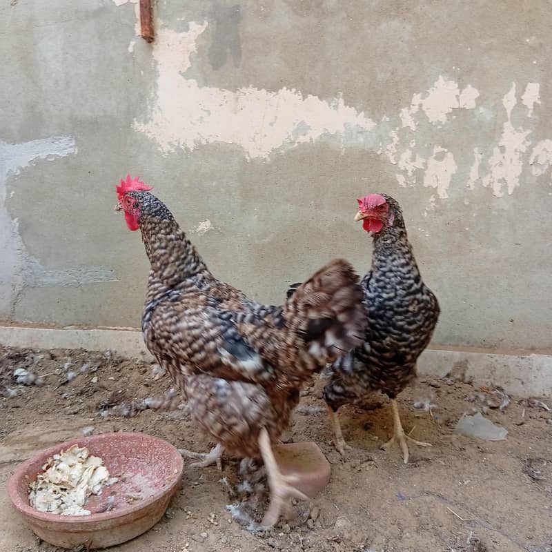 Egg laying Trio 6