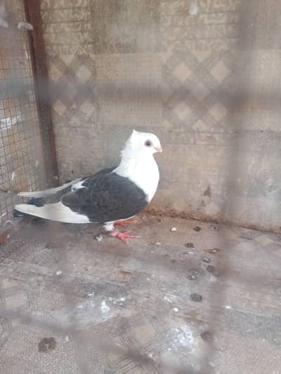 Black sentiment male for sale