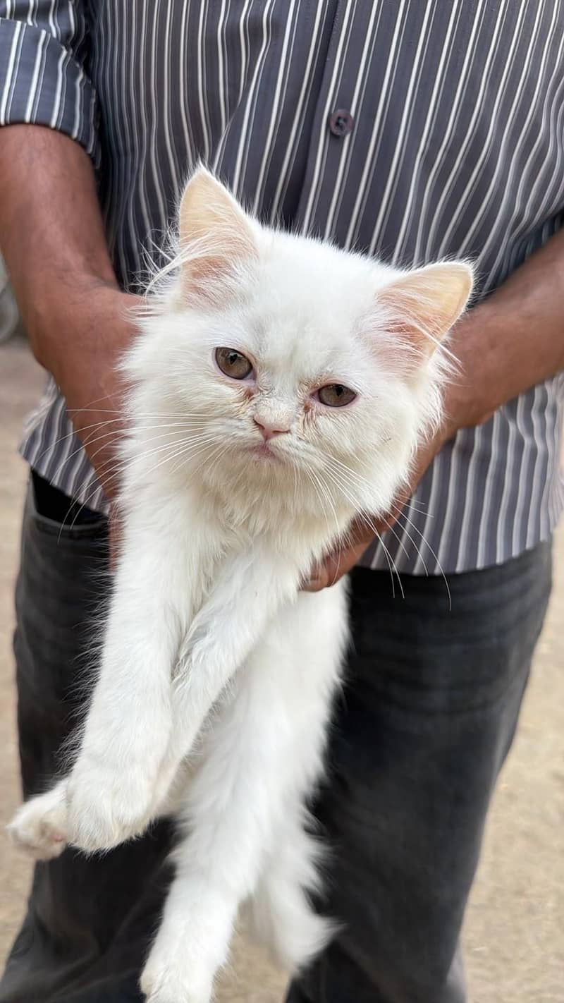 cat's 0