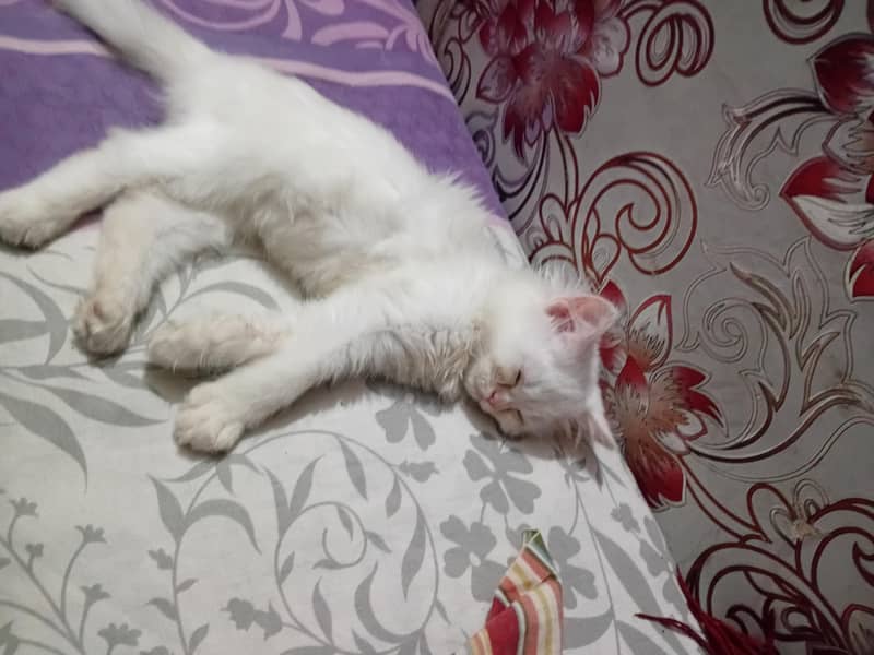 cat's 1