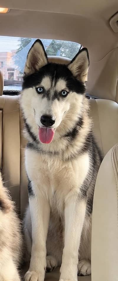 Siberian Husky