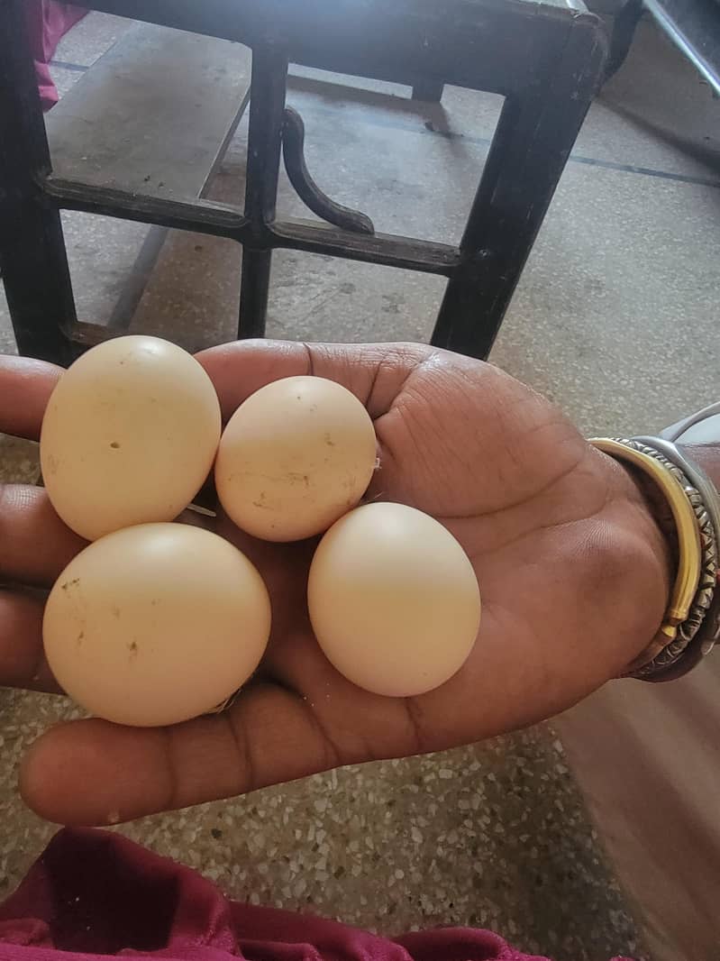 desi eggs 0