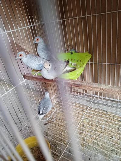 breeder pair with chicks