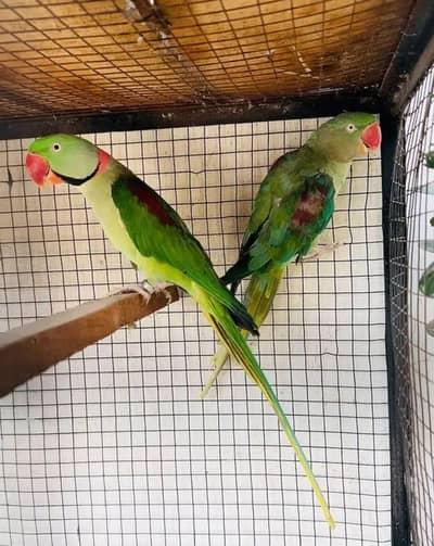 Full Size - Hand Tame`  `Rao Parrot Breeder - Ghar Ka Pala Hua`