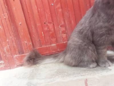 cat  male ha