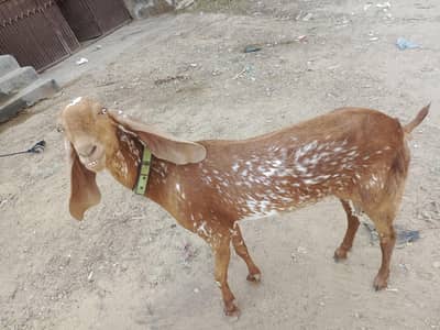 makachine bakre for sale